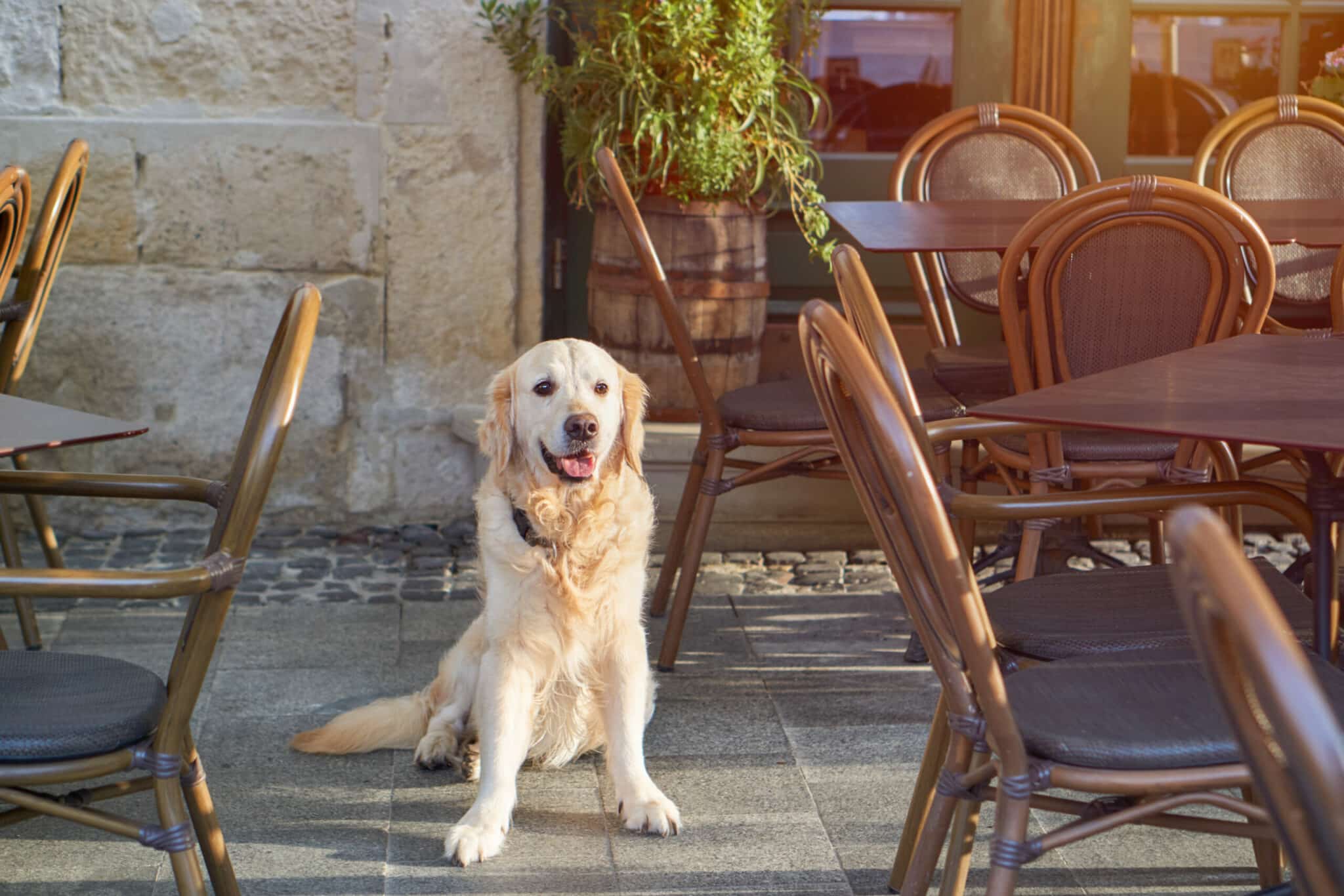 Restaurante Pet Friendly: como criar esse espaço?